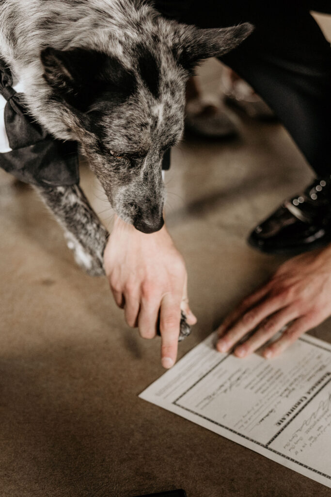 dog signs marriage certificate during colorado micro wedding in the mountains.