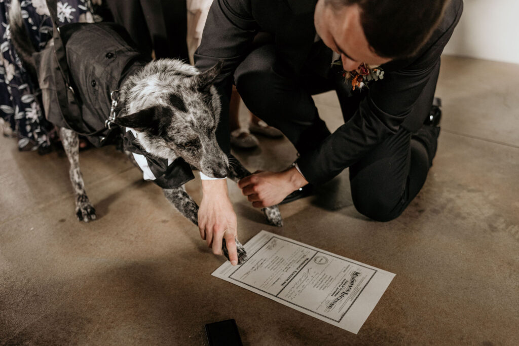Dog signs paw to the marriage certificate during the mountain micro wedding in colorado.