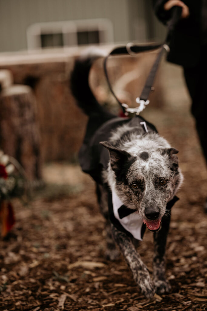 dog in tux walks down aisle during mountain top micro wedding in colorado.