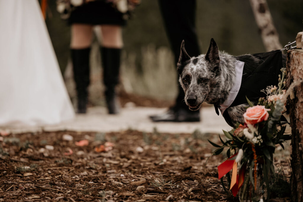 dog in tux looks down aisle during mountain top micro wedding ceremony in colorado.
