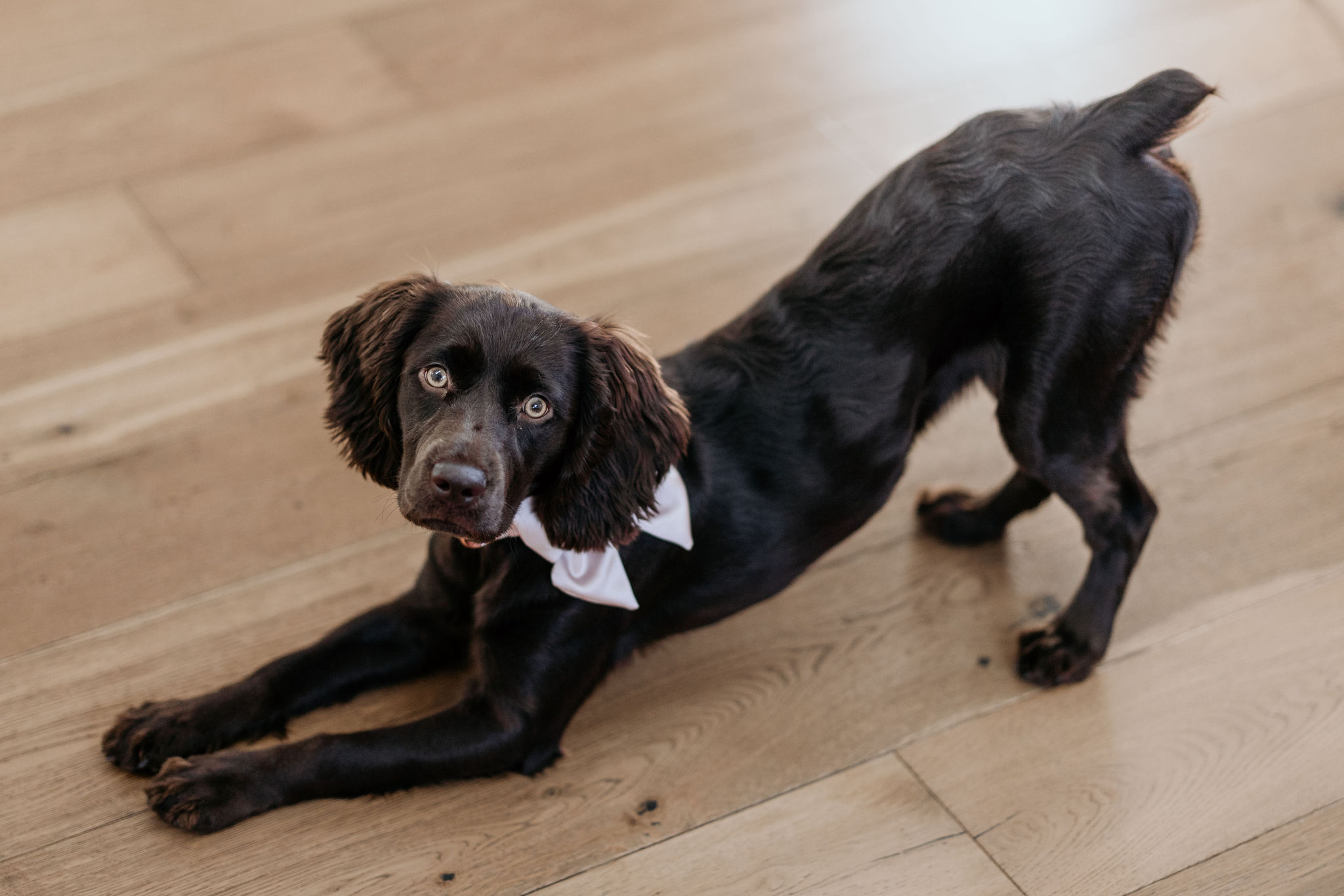small brown dog poses for colorado elopement photographer.
