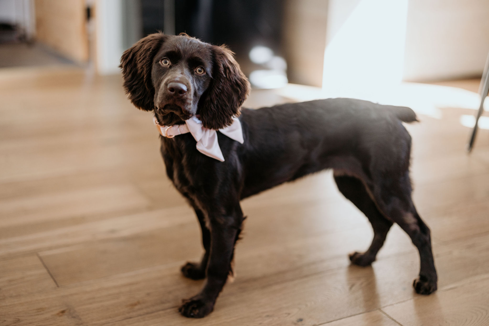 dog poses for colorado elopement photographer at airbnb.