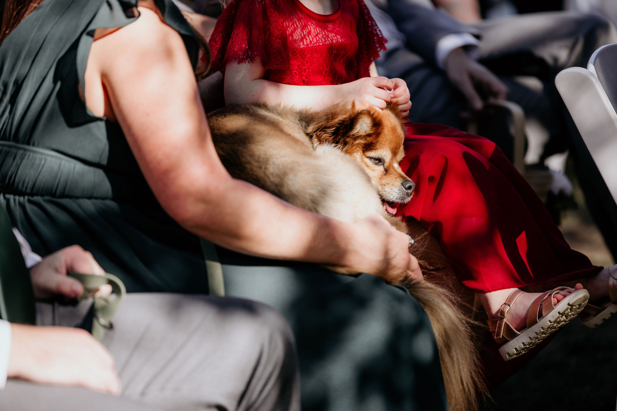dog sleeps on lap during wedding ceremony