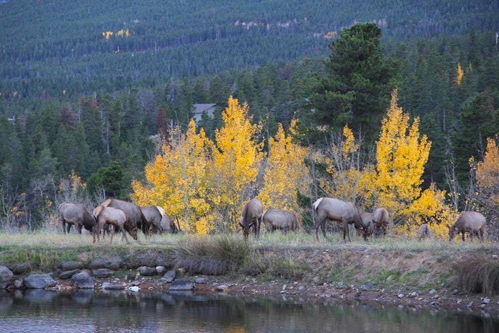 elk eat grass in front of fall aspens at colorado micro wedding + elopement private estate venue