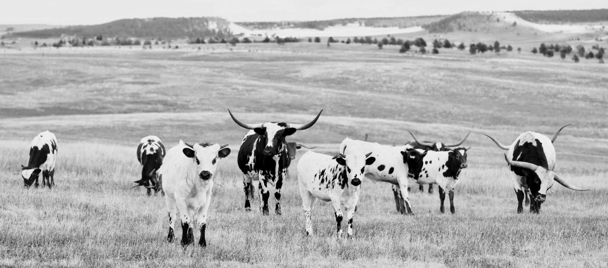 longhorn cows stand in field at colorado micro wedding venue