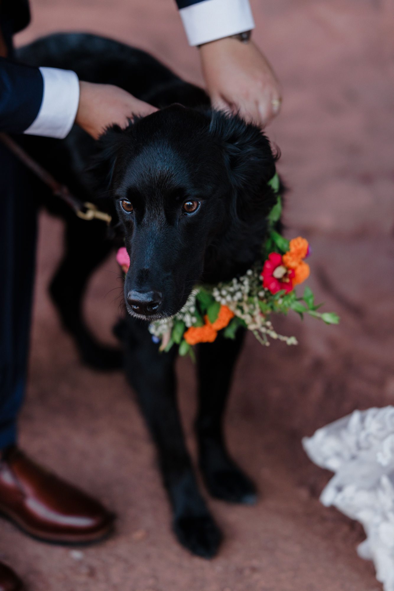 dog stands at red rocks park in denver while wearing flower crown for colorado elopement