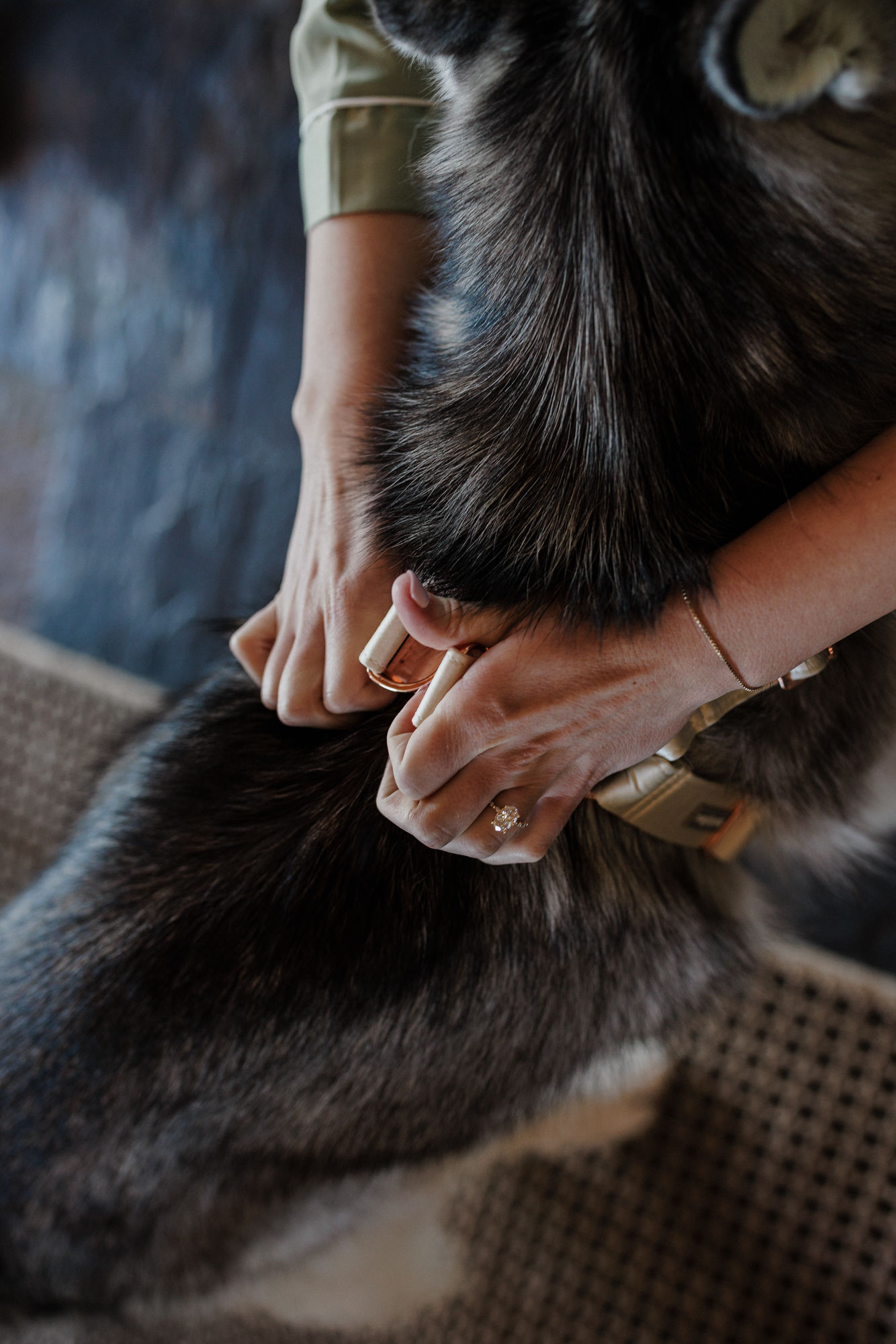 bride puts a wedding collar on her dog for her aspen wedding day