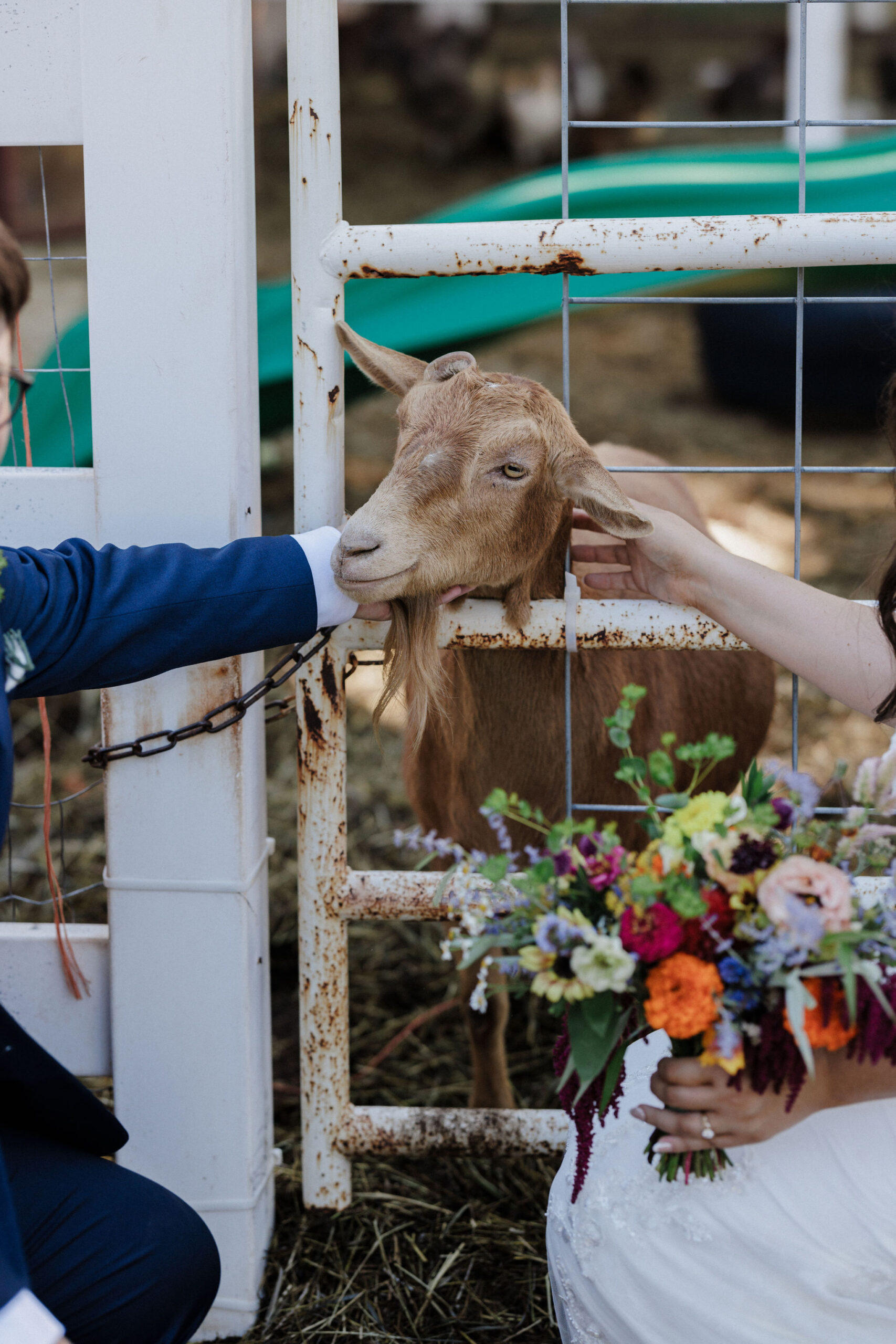 two brides pet goat at denver flower farm during wedding