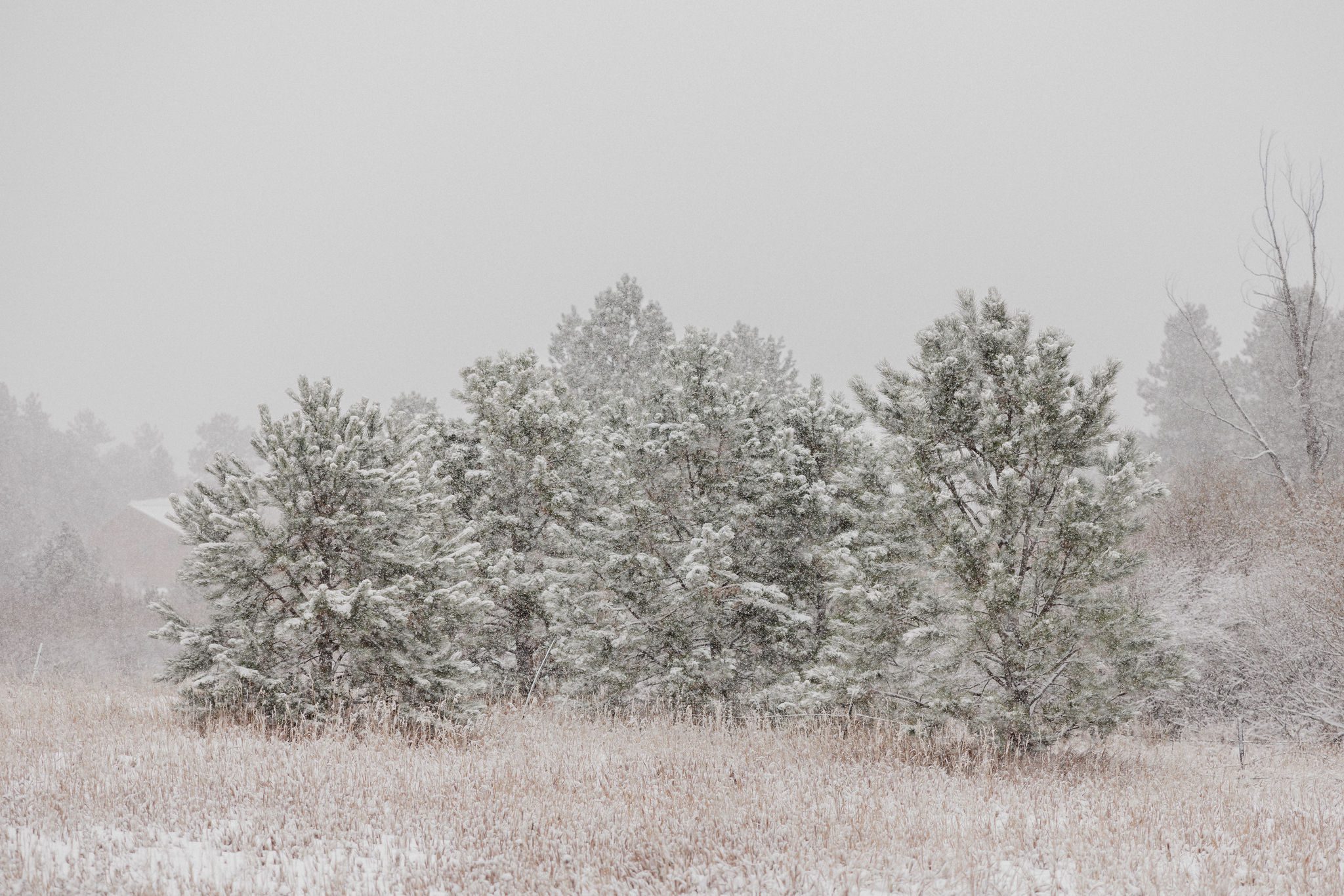 snowy trees at estes park airbnb