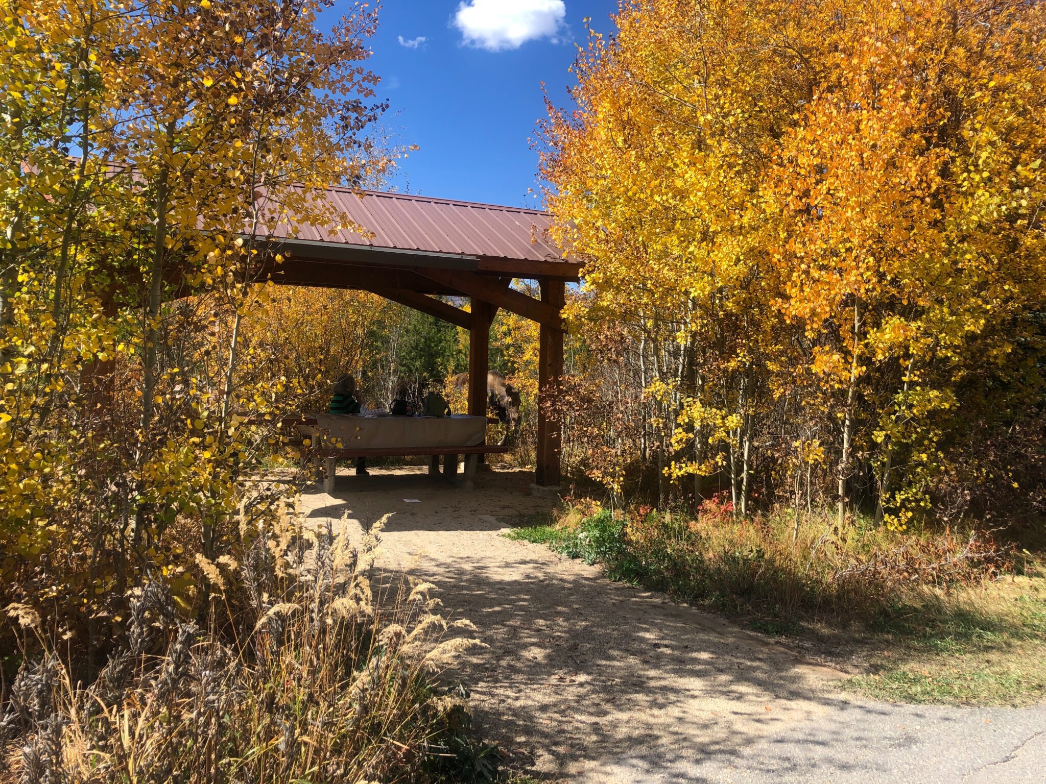 colorado fall wedding venue surrounded by aspen trees