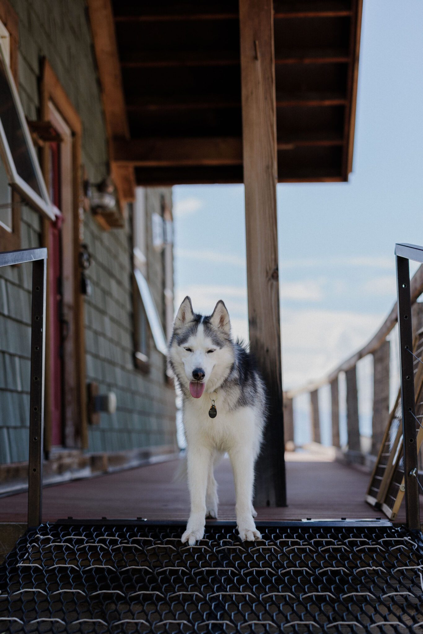 dog sits on porch of airbnb during backyard micro wedding