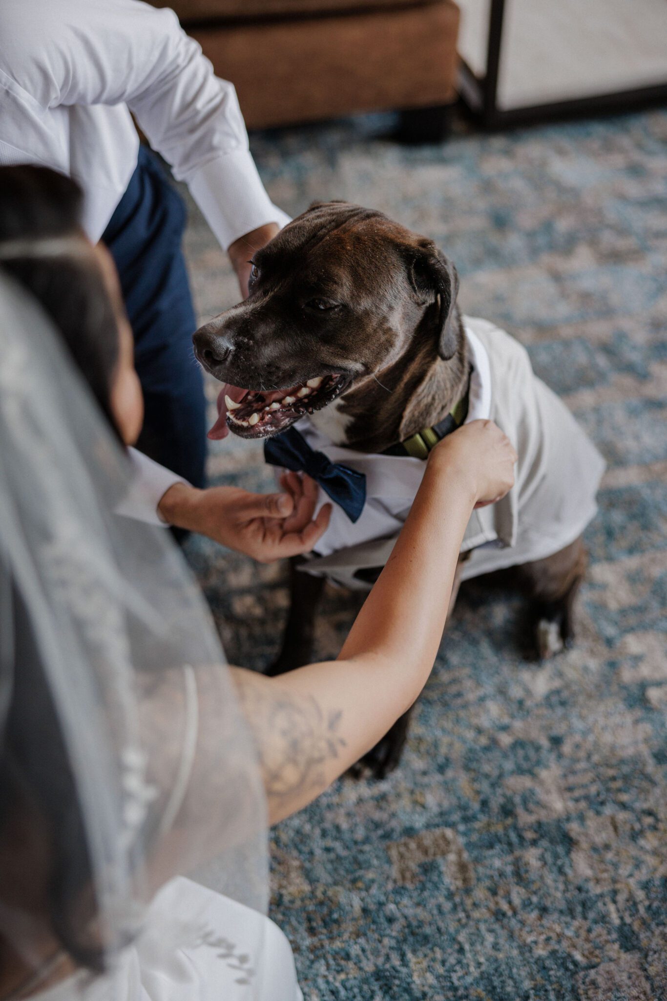 bride and groom put dog-tux on for elopement with dog in colorado