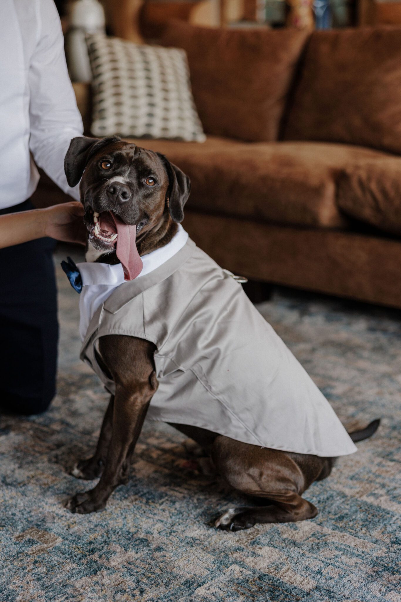 dog smiles as he gets his doggy tux on for colorado elopement