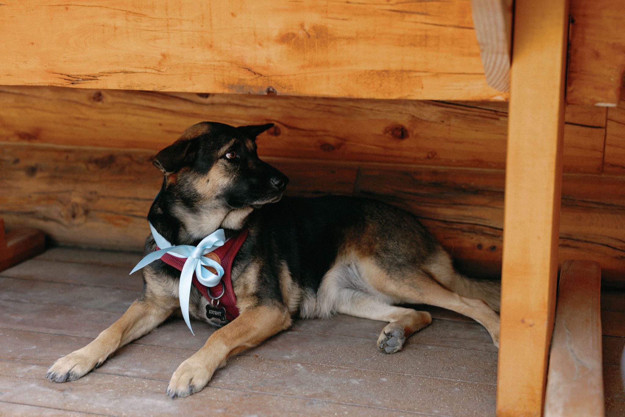 little dog sits on the deck of the airbnb during the colorado wedding
